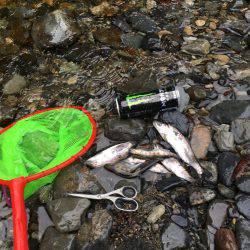 雨でポツポツ釣れました