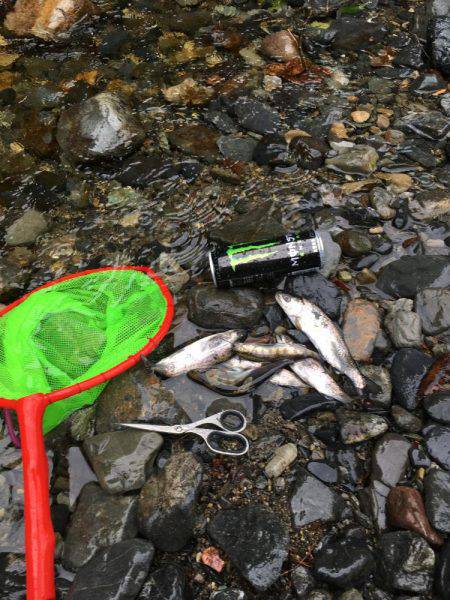 雨でポツポツ釣れました