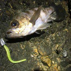 何てシブいんだ！