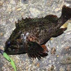 リベンジしかないッ！