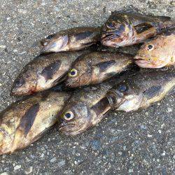 気力の続く限り！