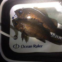 何とかゲット！