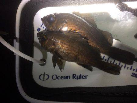 何とかゲット！