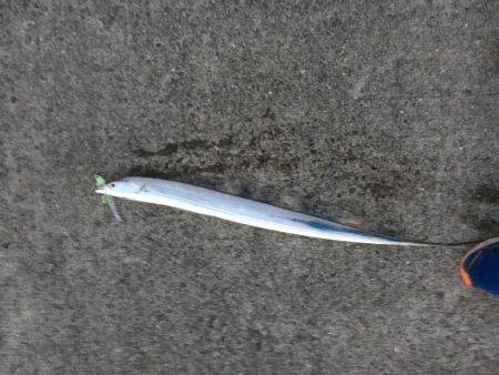 夕方からのタチウオ