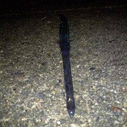 アジアナゴヤガラ