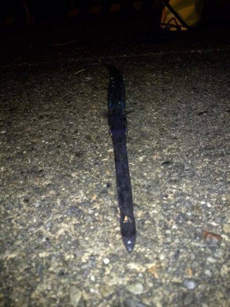 アジアナゴヤガラ