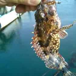 メバルを求めて・・!