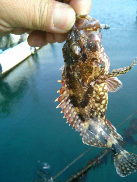 メバルを求めて・・!