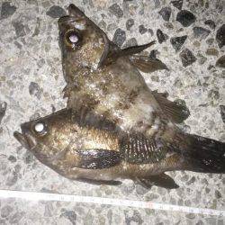 本気メバリング