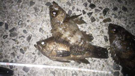 本気メバリング