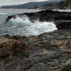 渋いアオリイカ