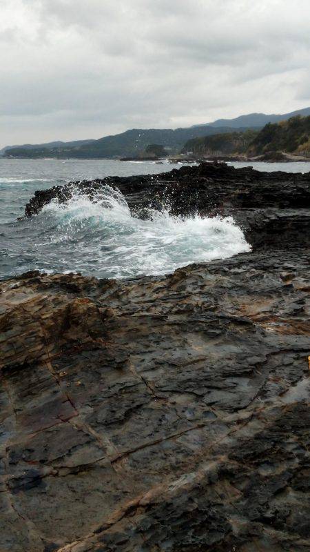 渋いアオリイカ