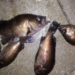 やっと、ﾒﾊﾞﾘﾝｸﾞ成立？！