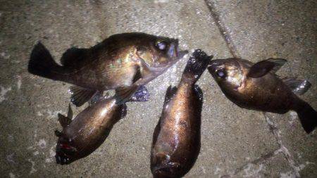 やっと、ﾒﾊﾞﾘﾝｸﾞ成立？！