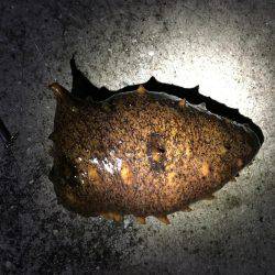 こましなガシラ