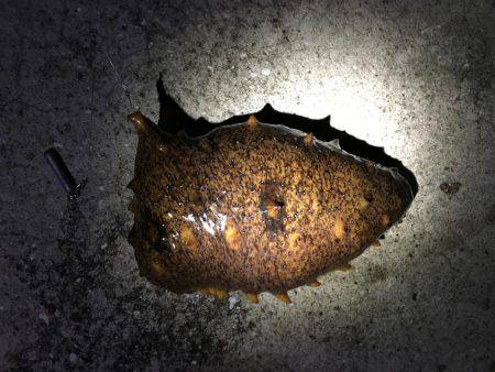 こましなガシラ