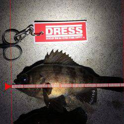 メバル回遊活発になるか。