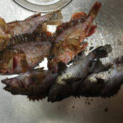 メバルとがしら