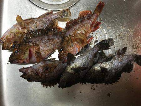 メバルとがしら