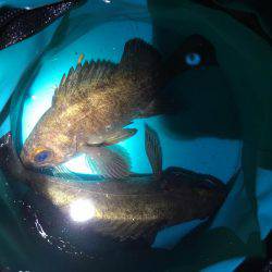 満潮前後でメバル