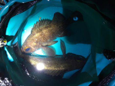 満潮前後でメバル