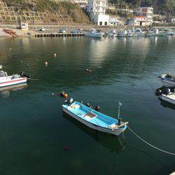 ガシラオンリー