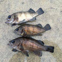 早朝メバリング