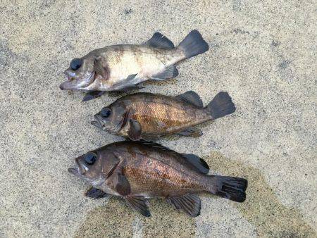 早朝メバリング