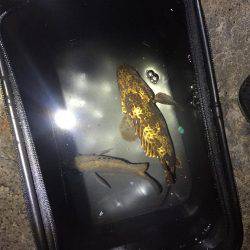 月明かりがまぶしすぎて