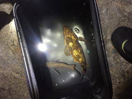 月明かりがまぶしすぎて