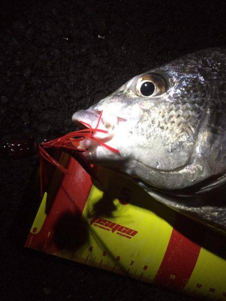 神戸湾奥チニングで42センチキビレ