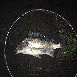 神戸湾奥チニングで42㎝筆頭に6キャッチ！