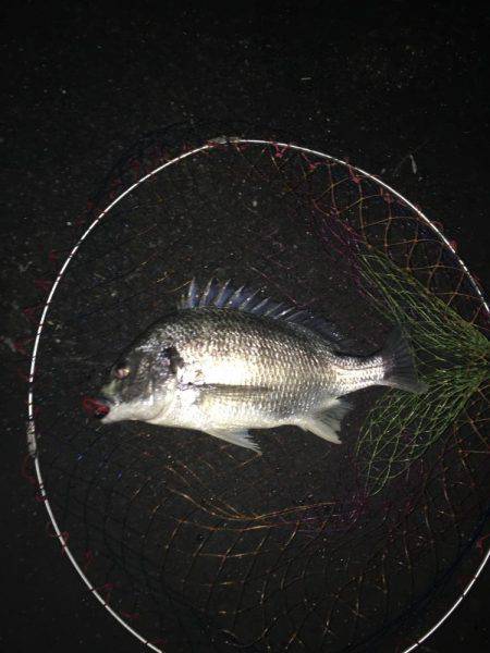 神戸湾奥チニングで42㎝筆頭に6キャッチ！