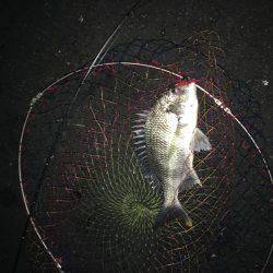 神戸湾奥チニングゲーム