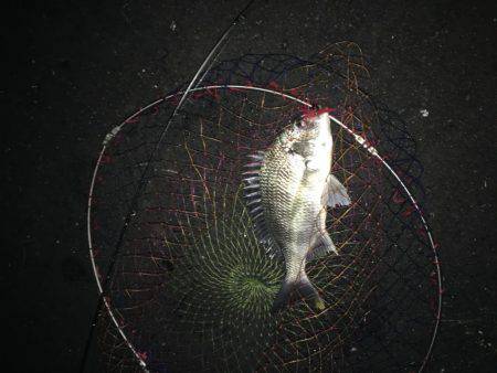 神戸湾奥チニングゲーム