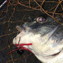 神戸湾奥チニングで40UPダブルゲット