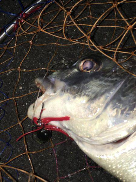 神戸湾奥チニングで40UPダブルゲット