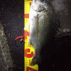 神戸湾奥チニング