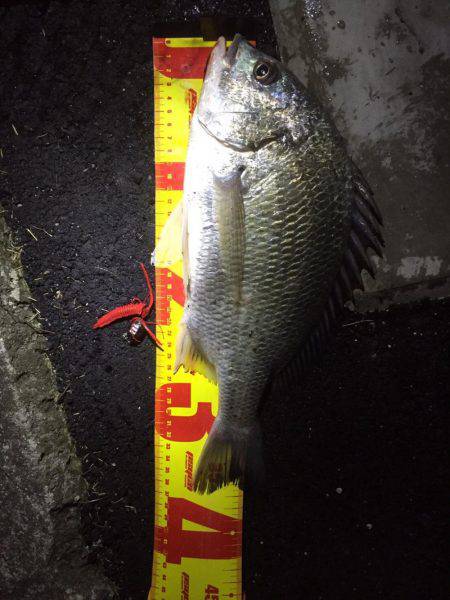 神戸湾奥チニング