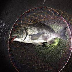 チニングで年なしマチヌ