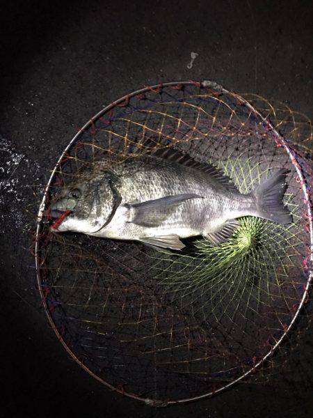 チニングで年なしマチヌ