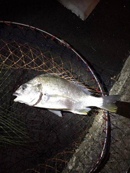 湾奥チニング復活？