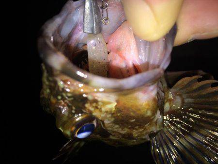 まづめのガシリング