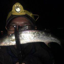 オールナイトカマス