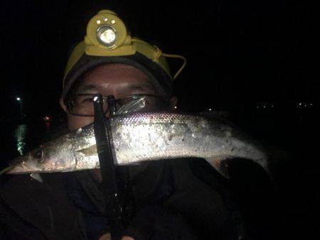 オールナイトカマス