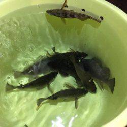 淡路島観光ホテルのメバル