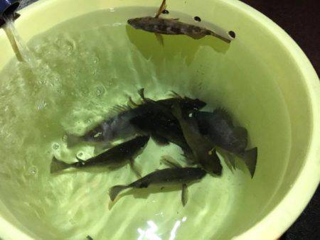 淡路島観光ホテルのメバル