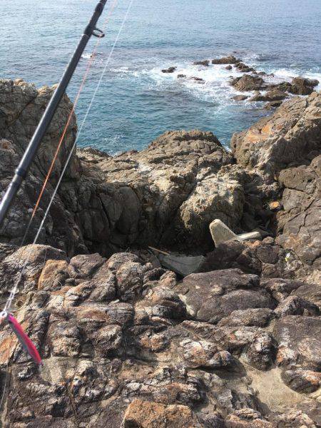 ハマチ狙いのはずがサワラ