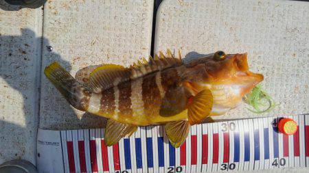 久しぶりに大満足