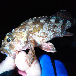 ビミョーな釣果…